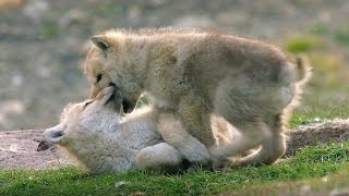 Babysitting Cute Wolf Pups | Snow Wolf Family And Me | BBC