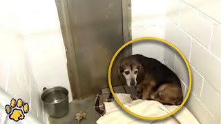 A Lost Dog's Reaction to His Owner's Voice Would Make Anyone Weep!