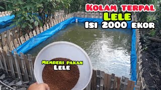 KOLAM LELE TERPAL | ISI 2000 EKOR