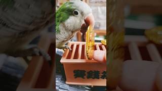 オキナインコ必勝小判入れる #shortsfeed