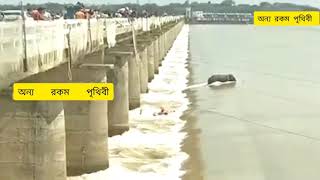 একটি হাতিকে বাচাতে গিয়ে উদ্ধারকারী দল বিপদে পড়লো 😰😟