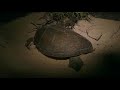 frank comparte con 3 maravillosas especies de tortugas wild frank animal planet