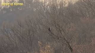 한국의 새, Birds of Korea, 음악과 나무에 앉은 산 새, 나뭇가지에 앉은 새 한마리, 새처럼 잔잔한 쉼의 순간, 따뜻한 커피 타임, 리얼 영상 #편안함