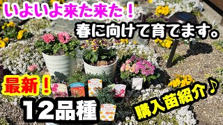 ◆春に向けて【最新12品種】購入苗紹介🌱