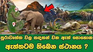 පුරාවෘත්ත වල සඳහන් ඇත් සොහොන තිබෙන ස්ථානය | Mysterious Of The Elephant Cemetery in Sri Lanka