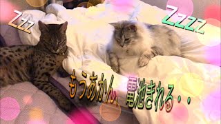 疲れるまでは寝かさない　猫も大変だ　　　　サバンナキャット 　ラグドールノルウェージャン