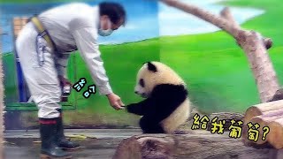 Biao's dad feeds snacks as a reward, Yuanyuan accepts it all | Panda