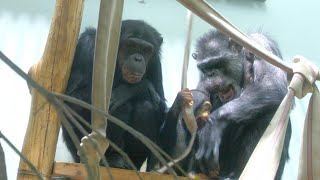 優しいママとパパとレン（Kind Mom, Dad and Ren）　熊本市動植物園　チンパンジー　202312