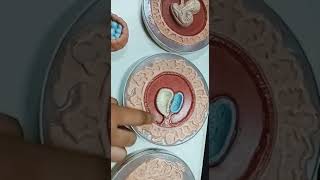 General Embryology Model | 1st Year MBBS