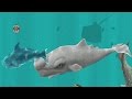 Hungry Shark Evolution Ice Shark Android Gameplay #20