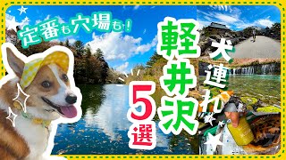【犬連れ軽井沢】観光スポット5選！鬼押出し園・白糸の滝・あのツルヤも！30分で丸分かり！【保存版】