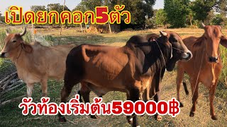 เปิดยกคอก5ตัว 2แม่ท้องเริ่มต้น59000฿ พ่อใหญ่แมน083-972-6189@Naihoi-Sunjon