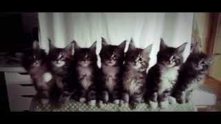 7 KITTENS dancing freaky in unison