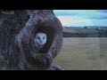 Barn Owl Pair Raise First Ever Chicks  Full Story  Willow & Ghost  Robert E Fuller
