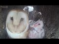 Barn Owl Pair Raise First Ever Chicks  Full Story  Willow & Ghost  Robert E Fuller