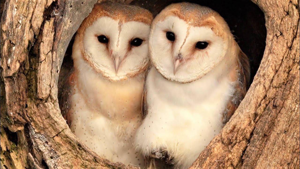 In Assam, Artificial Nests For Barn Owls Are Helping Farmers Befriend ...