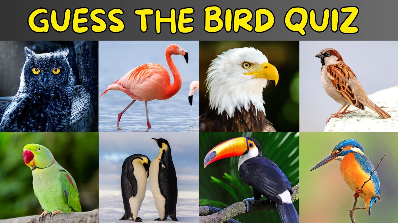 Guess The Birds Quiz Bird Quiz Youtube