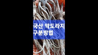 국산약도라지는  흙과잔뿌리가 많다