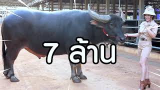 นะนา พาชมฟาร์มควายงาม นินลนีย์ฟาร์ม ควายงามเขาใหญ่  ควายงาม Ep1