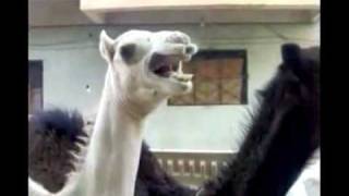 Peter Griffin Camel Tickle.flv