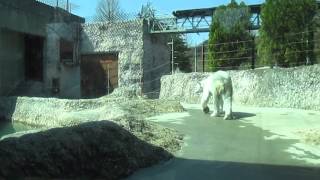 ポロロ　ポロロは今週も元気です　シロクマ　ポロロ１３２（とくしま動物園）