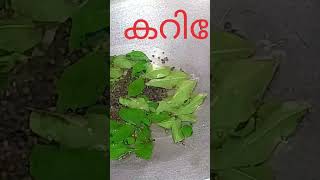 #food രണ്ടു സാധനം ചേർത്ത് മാങ്ങാക്കറി ഉണ്ടാക്കിയാൽ നല്ല മണവും  രുചിയും കിട്ടും #recipe ponnus world