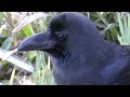 鳴いているハシブトガラス cry of jungle crow hd