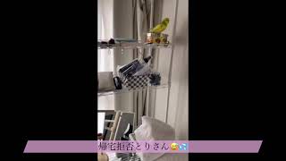 【セキセイインコ】帰宅拒否するとりさん