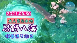 【お散歩13】【お散歩】【観光】行き当たりばったり・忍野八海を順番通りまわる