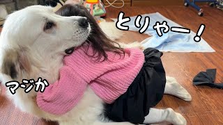 【ついに…】愛が強すぎて超大型犬を押し倒した２歳児、なんとそのまま寝始めちゃいました笑｜グレートピレニーズ\u0026オールドイングリッシュシープドッグ\u0026トイプードル