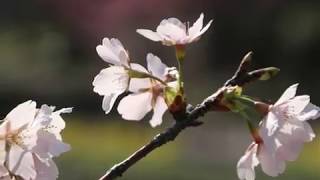 大船フラワーセンター玉縄桜\u0026梅2019