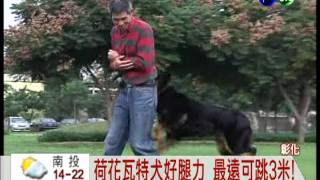 比雙B轎車貴! 德牧羊犬值2百萬