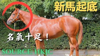 香港賽馬【新馬起底＃15】「石破天驚」血統正，型格正，難怪身價咁高！