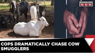 Gurugram: Cops Detain Cow Smugglers After A Dramatically Chase | Mirror Now | Latest News