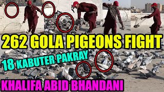 262 Gola Pigeons Fight Khalifa Abid Bhandani Kabooter Larrayya Catching 18 Pigeons Kabuter Pakray