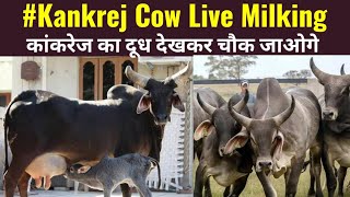 👌 Black Kapila || Kankrej cow || Live Milking Video || बाल्टी भरकर दूध | 👍