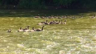 Geese Cooling Off On The Big Sioux