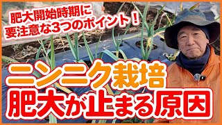 家庭菜園や農園でニンニク栽培の肥大が止まる原因！肥大開始時期に要注意な3つのポイントを徹底解説！【農園ライフ】