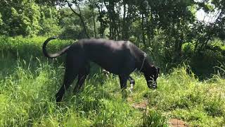 Meine Deutsche Dogge beim Baden / My Great Dane bathing 06/2019