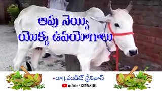 Health Benefits of Cow Ghee in Telugu I ఆవు నెయ్యి తినడం వలన కలిగే ఉపయోగాలు | #charakudu@Ayurvedam