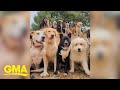 Large group of dogs pose for an epic class portrait