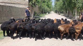 QO‘ZI OLISH SIRLARI VA TALASH UZBEKISTON BO'YLAB DASTAVKA BOR