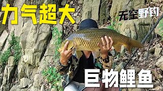 【無空野釣】這大鯉魚力氣是真猛啊！#钓鱼 #探险 #户外 #钓鱼生活 #钓鱼高手 #钓鱼分享 #钓鱼佬 #大鱼