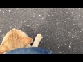 仲の良い野良猫一家【亀山ダム野良猫ファミリー】good stray cat family