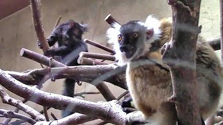 じゃれあうクロキツネザル姉弟（上野動物園）Black Lemur Family