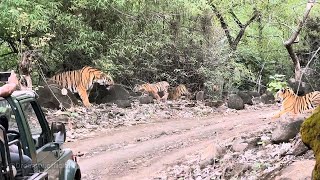 5 Tiger Sightings in one Frame At | टिपेश्वर वन्यजीव अभयारण्य | Yavatmal 2024