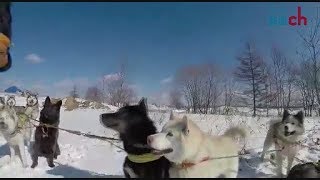 ロシア・サハリンの伝統　犬ぞりで活躍する樺太犬とハスキー犬