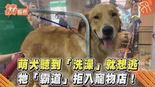 萌犬聽到「洗澡」就想逃　牠「霸道」拒入寵物店!｜TVBS新聞｜擠看看