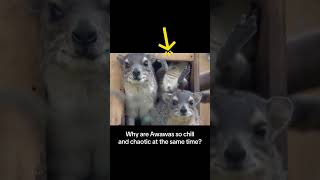 #awawa #hyraxes #hyrax #screaming #dassie#screaming #capehyrax #awawacore #rockhyrax