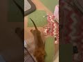 マットと格闘する生後三ヶ月のカニンヘンダックスフンド 3 month old kaninchen dachshund struggling with a mat